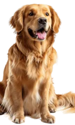 golden png